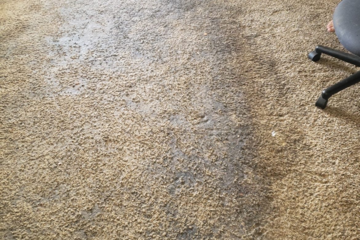 jlees carpet and floors steam cleaners before and after photo - st louis steam cleaners and Edwardsville il steam cleaners