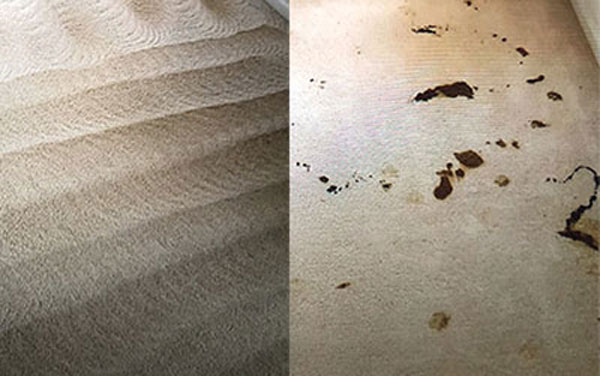 JLee's Pet Stain Removal is the Best in the Edwardsville / Alton Area! JLee's Pet Stain Removal is the Best in the Edwardsville / Alton Area!