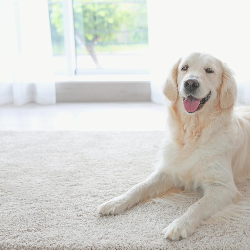 Pet stain and odor removal on carpet from Jlees carpet and floors of Edwardsville Illinois
